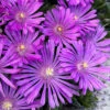 Orchid Flash Hardy Ice Plant - 1 Gallon Pot -Wilson Bros Garden delosperma kaleidoscope orchid flash hardy ice plant 5