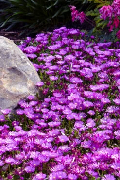 Orchid Flash Hardy Ice Plant - 1 Gallon Pot -Wilson Bros Garden delosperma kaleidoscope orchid flash hardy ice plant 7
