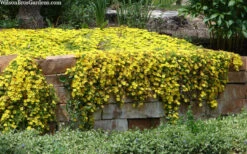 Hardy Yellow Ice Plant (Delosperma Nubigenum) - 6 Pack Of Pint Pots -Wilson Bros Garden delosperma nubigenum hardy yellow ice plant 1