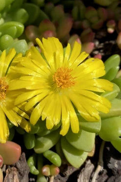 Hardy Yellow Ice Plant (Delosperma Nubigenum) - 6 Pack Of Pint Pots -Wilson Bros Garden delosperma nubigenum hardy yellow ice plant 7