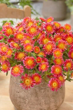 Ocean Sunset Orange Glow Ice Plant (Delosperma) - 12 Pack Of Quart Pots -Wilson Bros Garden delosperma ocean sunset orange glow 5