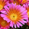 Ocean Sunset Orange Glow Ice Plant (Delosperma) - 12 Pack Of Quart Pots -Wilson Bros Garden delosperma ocean sunset orange glow ice plant 2