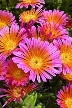 Ocean Sunset Orange Glow Ice Plant (Delosperma) - 12 Pack Of Quart Pots -Wilson Bros Garden delosperma ocean sunset orange glow ice plant 3