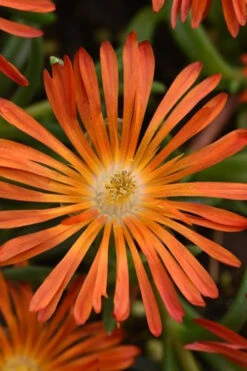 Ocean Sunset Orange Vibe Ice Plant (Delosperma) - 12-Pack Of Quart Pots -Wilson Bros Garden delosperma ocean sunset orange vibe ice plant 1