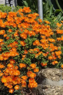 Ocean Sunset Orange Vibe Ice Plant (Delosperma) - 12-Pack Of Quart Pots -Wilson Bros Garden delosperma ocean sunset orange vibe ice plant 2
