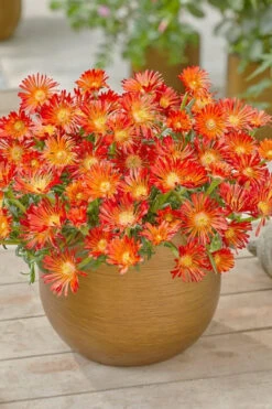 Ocean Sunset Orange Vibe Ice Plant (Delosperma) - 1 Gallon Pot -Wilson Bros Garden delosperma ocean sunset orange vibe ice plant 3 1
