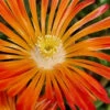 Ocean Sunset Orange Vibe Ice Plant (Delosperma) - 1 Gallon Pot -Wilson Bros Garden delosperma ocean sunset orange vibe ice plant 5 1