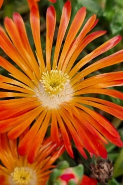 Ocean Sunset Orange Vibe Ice Plant (Delosperma) - 1 Gallon Pot
