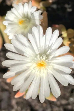Jewel Of The Desert Moonstone White Ice Plant - 12 Pack Of Quart Pots -Wilson Bros Garden delospermoa jewel of the desert moonstone ice plant 3