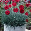 Cherry Pie Dianthus (Carnations) 1 Gallon Pot -Wilson Bros Garden dianthus cherry pie 2 500x750 1