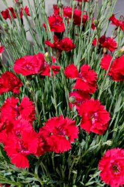 Fire Star Dianthus (Carnation) - 10 Pack Of Quart Pots 11 Fire Star Dianthus (Carnation) - 10 Pack Of Quart Pots -Wilson Bros Garden dianthus fire star 2 1