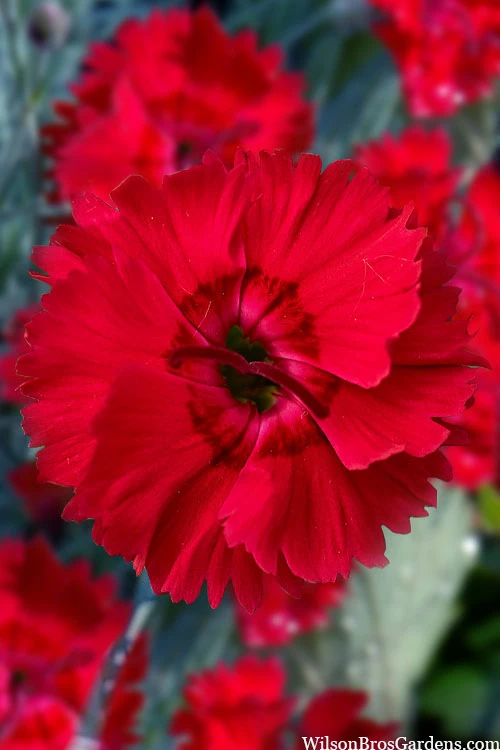 Fire Star Dianthus (Carnation) - 10 Pack Of Quart Pots 3 Fire Star Dianthus (Carnation) - 10 Pack Of Quart Pots