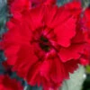 Fire Star Dianthus (Carnation) - 5 Pack Of Quart Pots -Wilson Bros Garden dianthus fire star cottage pinks 100