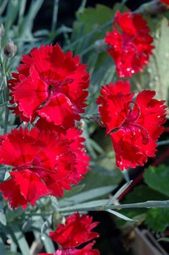 Fire Star Dianthus (Carnation) - 10 Pack Of Quart Pots 10 Fire Star Dianthus (Carnation) - 10 Pack Of Quart Pots -Wilson Bros Garden dianthus fire star cottage pinks 101 1