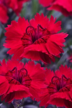 Red Beauty Dianthus (Carnation) - 12 Pack Of Quart Pots