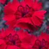 Red Beauty Dianthus (Carnation) - 5 Pack Of Quart Pots -Wilson Bros Garden dianthus gratianopolitanus red beauty carnations 3