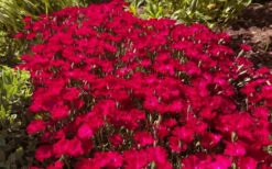 Red Beauty Dianthus (Carnation) - 5 Pack Of Quart Pots -Wilson Bros Garden dianthus gratianopolitanus red beauty carnations 4