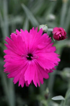 Neon Star Dianthus (Carnation) - 5 Pack Of Quart Pots -Wilson Bros Garden dianthus neon star 1