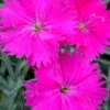Neon Star Dianthus (Carnation) - 10 Pack Of Quart Pots -Wilson Bros Garden dianthus neon star 3 1