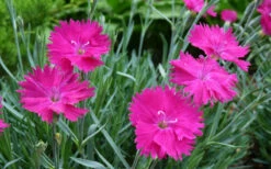 Neon Star Dianthus (Carnation) - 10 Pack Of Quart Pots -Wilson Bros Garden dianthus neon star 4 1