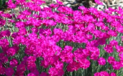 Neon Star Dianthus (Carnation) - 10 Pack Of Quart Pots -Wilson Bros Garden dianthus neon star 5 1