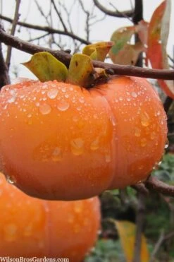 Fuyu Persimmon Tree - 7 Gallon Pot (4-5')
