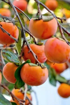 Fuyu Persimmon Tree - 3 Gallon Pot -Wilson Bros Garden diospyros kaki fuyu persimmon tree 3 1