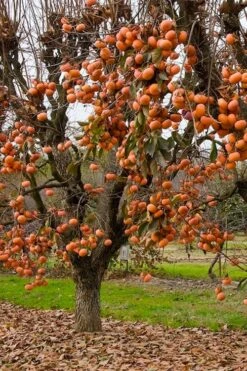 Fuyu Persimmon Tree - 7 Gallon Pot (4-5') -Wilson Bros Garden diospyros kaki fuyu persimmon tree 5 2