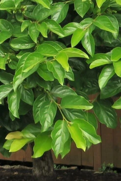 Izu Japanese Persimmon Tree - 7 Gallon Pot -Wilson Bros Garden diospyros kaki fuyu persimmon tree 6 1