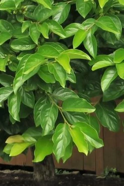 Fuyu Persimmon Tree - 7 Gallon Pot (4-5') -Wilson Bros Garden diospyros kaki fuyu persimmon tree 6 3