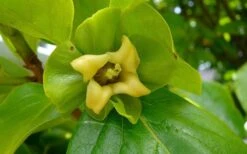 Fuyu Persimmon Tree - 7 Gallon Pot (4-5') -Wilson Bros Garden diospyros kaki fuyu persimmon tree 9 3