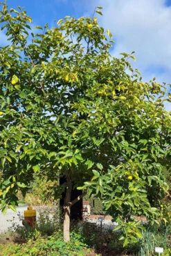 Izu Japanese Persimmon Tree - 7 Gallon Pot -Wilson Bros Garden diospyros kaki izu persimmon tree 12