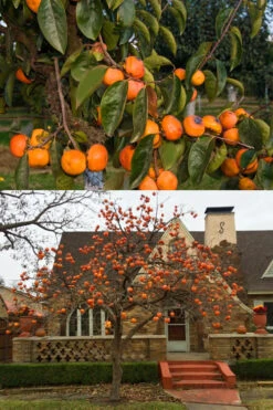 Izu Japanese Persimmon Tree - 7 Gallon Pot -Wilson Bros Garden diospyros kaki izu persimmon tree 2