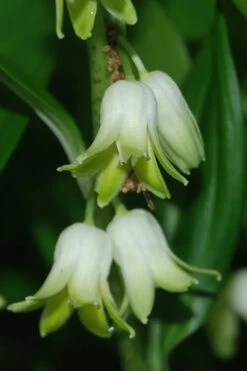 Evergreen Solomon's Seal (Disporopsis Pernyi) - 1 Gallon Pot -Wilson Bros Garden disporopsis pernyi evergreen solomons seal 1
