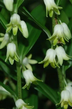 Evergreen Solomon's Seal (Disporopsis Pernyi) - 1 Gallon Pot -Wilson Bros Garden disporopsis pernyi evergreen solomons seal 2