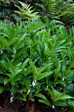 Evergreen Solomon's Seal (Disporopsis Pernyi) - 1 Gallon Pot -Wilson Bros Garden disporopsis pernyi evergreen solomons seal 3