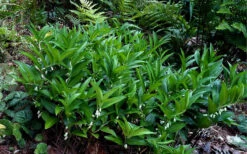 Evergreen Solomon's Seal (Disporopsis Pernyi) - 1 Gallon Pot -Wilson Bros Garden disporopsis pernyi evergreen solomons seal 4