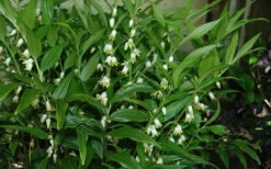 Evergreen Solomon's Seal (Disporopsis Pernyi) - 1 Gallon Pot -Wilson Bros Garden disporopsis pernyi evergreen solomons seal 5