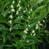 Evergreen Solomon's Seal (Disporopsis Pernyi) - 1 Gallon Pot -Wilson Bros Garden disporopsis pernyi evergreen solomons seal 6