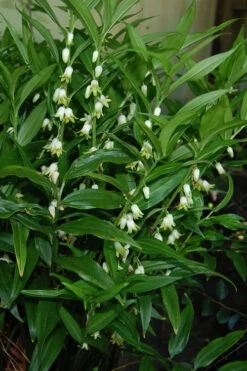 Evergreen Solomon's Seal (Disporopsis Pernyi) - 1 Gallon Pot