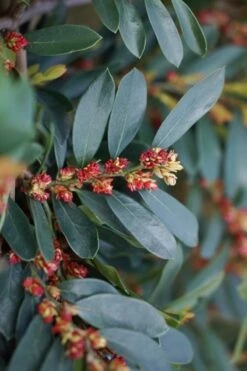 Blue Cascade Evergreen Witch Hazel (Distylium) - 3 Gallon