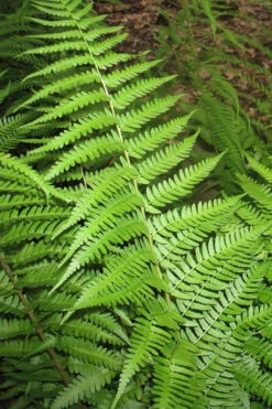 Dixie Wood Fern - Dryopteris Australis - 6 Pack Of 1 Gallon Pots -Wilson Bros Garden dryopteris australis dixie wood fern 10