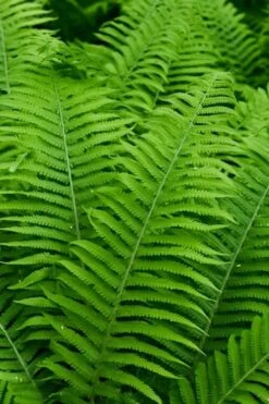 Dixie Wood Fern - Dryopteris Australis - 1 Gallon Pot -Wilson Bros Garden dryopteris australis dixie wood fern 12 1