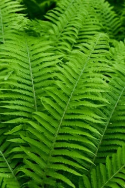 Dixie Wood Fern - Dryopteris Australis - 6 Pack Of 1 Gallon Pots -Wilson Bros Garden dryopteris australis dixie wood fern 12