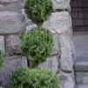 Dwarf Alberta Spruce 3 Ball Poodle Tier Topiary - 3 Gallon Pot -Wilson Bros Garden dwarf alberta spruce 3 ball poodle tier 12 1