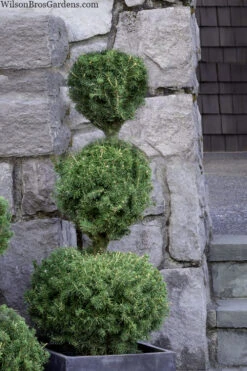 Poodle Tier Dwarf Alberta Spruce 3-Ball Topiary - 5 Gallon Pot