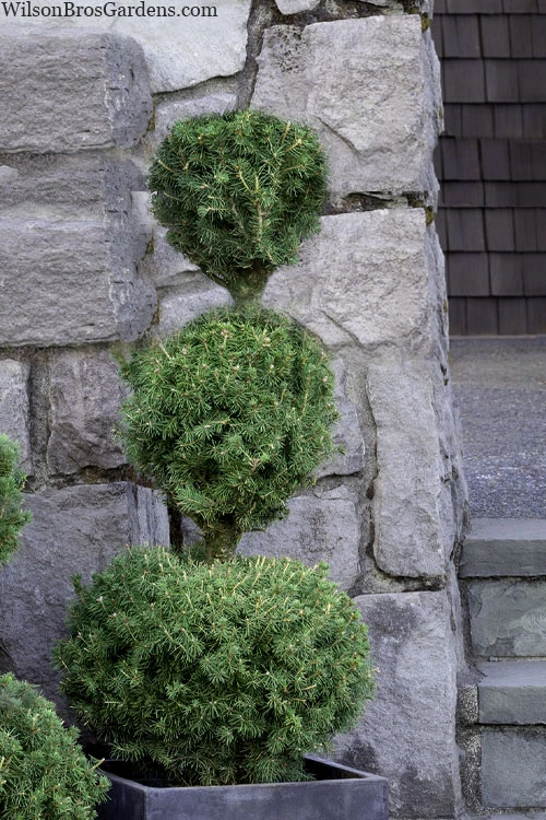 Poodle Tier Dwarf Alberta Spruce 3-Ball Topiary - 5 Gallon Pot 3 Poodle Tier Dwarf Alberta Spruce 3-Ball Topiary - 5 Gallon Pot