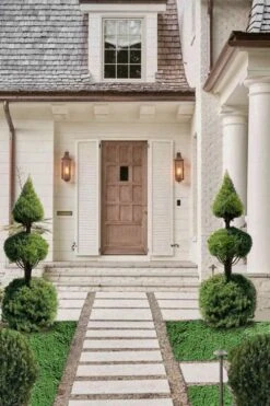 Dwarf Alberta Spruce 2-Ball Cone Topiary - 5 Gallon Pot -Wilson Bros Garden dwarf alberta spruce 3 ball poodle tier with pyramid1