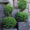 Poodle Tier Dwarf Alberta Spruce Topiary (2-Ball) - 2 Gallon Pot -Wilson Bros Garden dwarf alberta spruce two ball poodle tier topiary 1 1