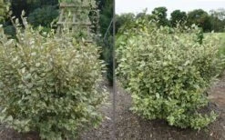 Olive Martini Elaeagnus - 3 Gallon Pot 10 Olive Martini Elaeagnus - 3 Gallon Pot -Wilson Bros Garden elaeagnus olive martini 11 3